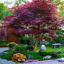 The japanese maple (acer palmatum) is originally from japan, china and korea. Bloodgood Japanese Maple Plantingtree