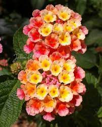 Pin By Jarina Rodrigues On Imagens Macros Lantana Flowers Garden