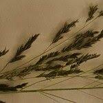 Image result for Eragrostis cylindriflora