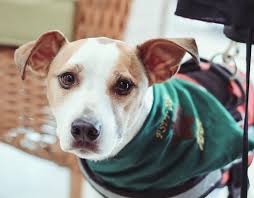 We highly recommend achieving an akc canine good citizen with your puppy as well. Akc Takeover Of Pat Psychiatric Service Dog Partners