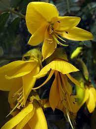 About press copyright contact us creators advertise developers terms privacy policy & safety how youtube works test new features press copyright contact us creators. Drawing New Zealand National Flower Novocom Top