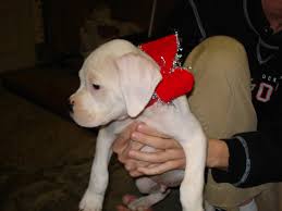 Some very flashly all have white markings. Fs Akc Boxer Puppies Championship Bloodline North Alabama Honda Tech Honda Forum Discussion