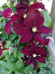 We did not find results for: Back Wall Clematis Clematis Plants Flowers Perennials