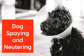 For these, it often takes two to three days for dogs to return to their normal selves after a spay and one to two for a neuter. Dog Spaying Neutering A Guide Pupford