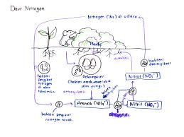 Maybe you would like to learn more about one of these? Gambarkan Dan Jelaskan Skema Daur Karbon Dan Daur Nitrogen Ar Production