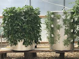 Aeroponics Is More Advanced Than Hydroponics And Uses Less Water These Peppers And Sage Are Thriving And Vertical Garden Systems Garden Design Vertical Garden
