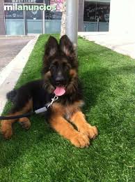 En internet existen muchas opciones para mejorar su alemán. Mil Anuncios Com Pastor Aleman Pelo Largo Compra Venta De Pastores Alemanes Pastor Alem German Shepard Puppies German Shepherd Puppies Cute Dogs And Puppies