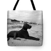 Beautiful Great Dane #13 Pyrography by Manuel Stubenrauch