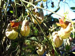 Whether draping an arbor, twining through a trellis, or clambering over a wall, vine plants soften structures and add a sense of romance to the garden. California Vines Guide 8 Drought Tolerant Native Vines Install It Direct