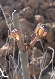 Image result for Ceropegia namuliensis