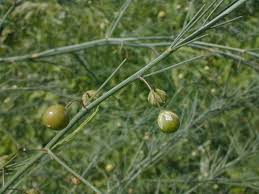 Image result for Asparagus flavicaulis