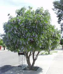 Hyacinth bean vine hyacinth vine care tropical fast growing vine. Texas Mountain Laurel Arizona Poison And Drug Information Center