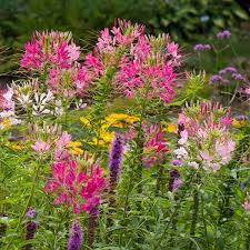 Image result for Cleome macrophylla