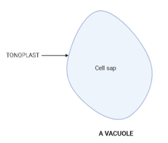 Check spelling or type a new query. What Are Vacuoles Name Their Types And Functions Class 11 Biology Cbse