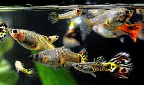 Fancy guppy organizations breed and show guppies all over the world. Care Guide For Guppies The Most Popular And Colorful Livebearer Aquarium Co Op