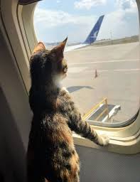 Top Miaou - Mon premier voyage en avion ...