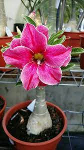 Pin On My Favorite Flowers