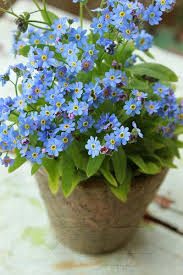 Forget Me Not Planting Flowers Plants Beautiful Flowers