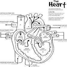 With this package you can color cool anatomy coloring pages for children. Anatomy Coloring Pages For Kids Coloring Home