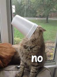No Nope Gif Funny Meme Catgif Cute Cat Cats Nope Cat Cat Memes Nope Gif