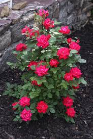 One Thing To Keep In Mind About Knock Out Rose Bushes Is That They Are Very Quick Growing A Common Question Is D Knockout Roses Pruning Knockout Roses Plants