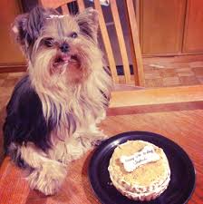 Pin By Debbie Fanton On Cakes For Dogs Yorkie Puppy Yorkie Dog Cakes