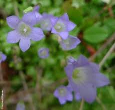 Image result for Wahlenbergia capillacea