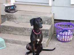 Black And White Greyhound Mix The Greyhound Lab Mix Dog Pocahontas Photo Album Topix Lab Mix Dogs Dog Pictures