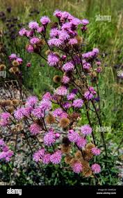 Image result for Vernonia oligocephala