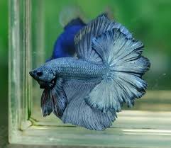 A Betta Fish In Ghostly Blue Gray Betta Betta Fish Types Betta Aquarium