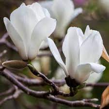 Magnolia Denudata Ancient Chinese Tulip Tree With Large White Flowers Trees For Containers Shrubs Trees Garden Plants Magnolia Denudata White Flowers Garden White Flowering Trees