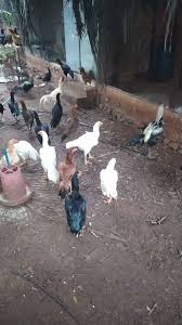 Ulavan Nattu Kolzhi Pannai in Angalakurichi, Pollachi - Best Poultry Farms  in Pollachi - Justdial