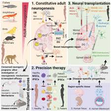 Fan account dedicated to the legendary musical genius, 25x grammy award winner, un messenger of peace and american icon. Frontiers Deconstructing Neurogenesis Transplantation And Genome Editing As Neural Repair Strategies In Brain Disease Cell And Developmental Biology