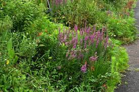 Image result for Lythraceae