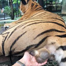 You can learn this asana as below Tourist Grabs A Tiger S Testicles As She Poses For A Photo At Thai Zoo Readsector