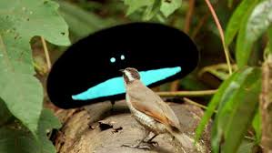 They are rivalled only by a few pheasants and hummingbirds in colour and in the bizarre shape of the males' plumage. The Superb Bird Of Paradise And The Dancing Species Concept Avian Hybrids