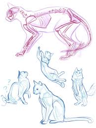 Maybe you would like to learn more about one of these? Lucy Loukia Kyriakidou On Twitter Starting With The Cat Skeleton Really Helped Me Figure Out What Is Going On In There When Doing The Poses From Reference Junestudyjam Https T Co Pycx5iocyg