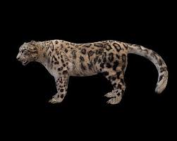 Snow Leopard 3d Model Low Poly 3d Models 3d Model Snow Leopard