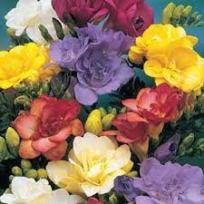 Double Freesia Mixture Breck S Bulb Flowers Deer Resistant Perennials Flowers