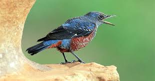 363 藍磯岩嘯 beautiful birds passerine bird birds