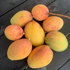 Image result for Mangifera
