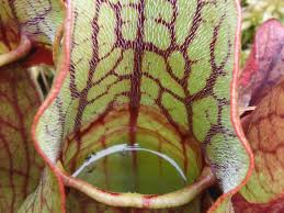 carnivorous plants have a taste for salamanders scientists find world news the guardian carnivorous plants have a taste for