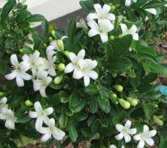Hedging Mock Orange Jasmine Plant Plants