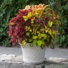 Image result for Coleus esculentus