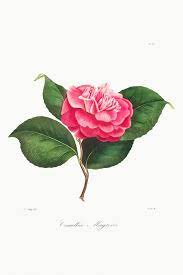 Camellia Flower Poster Mockup Premium Image By Rawpixel Com Poster Mockup Camellia Flower Illustration