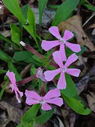 Image result for Silene