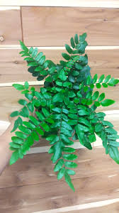 Image result for Pellaea