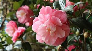 Yuletide camellia camellia sasanqua 'yuletide'. Camellias All You Need To Know