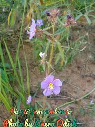 Image result for Dissotis speciosa