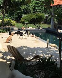 Kastor Dog Park Resort